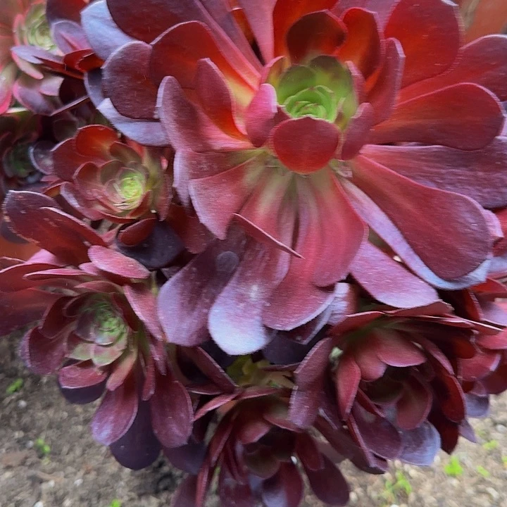 ?**霞桃花石朵朵福利26
