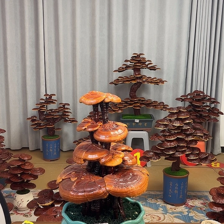 灵芝盆景88888888