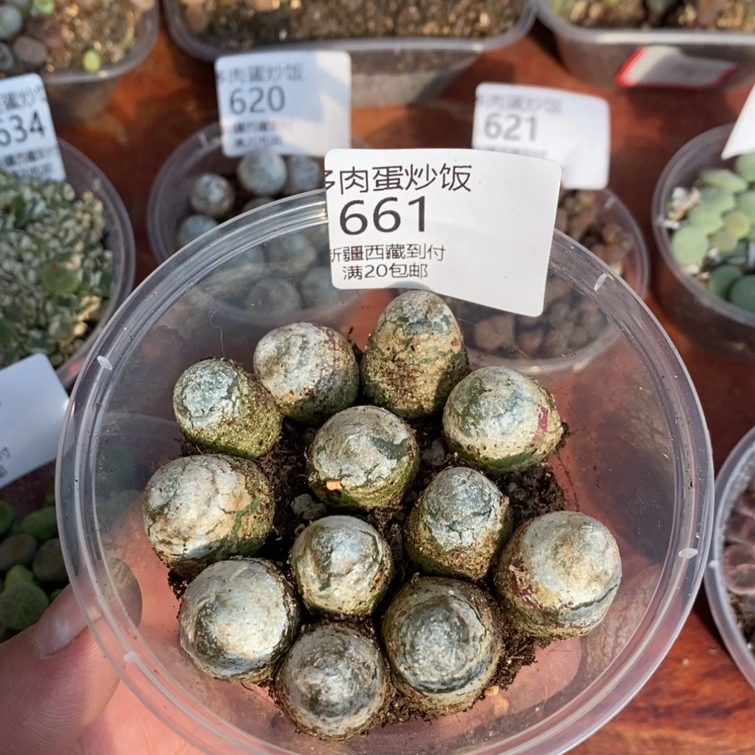 感谢您的支持，00661