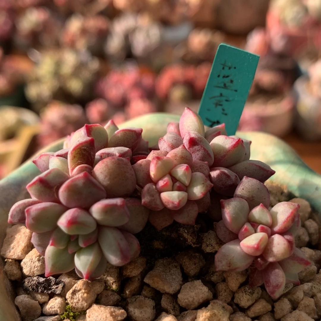 蓝宝石一物一拍 032