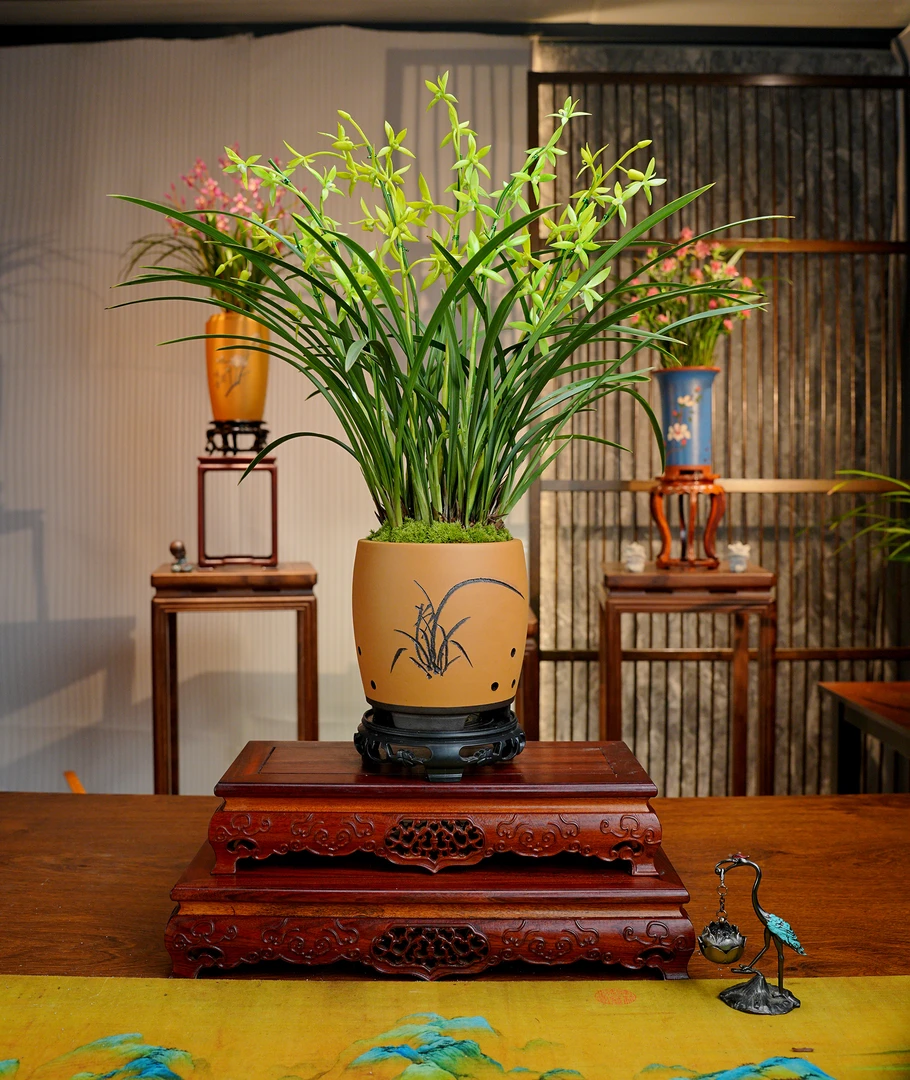 建兰铭品【夜明珠】名贵兰花 宜兴大师紫砂盆 室内好养易活