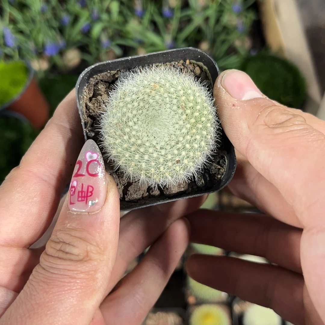 白雪光单头发货有根