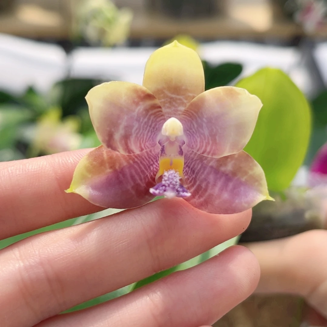 完全开放2.5寸yc61开花株