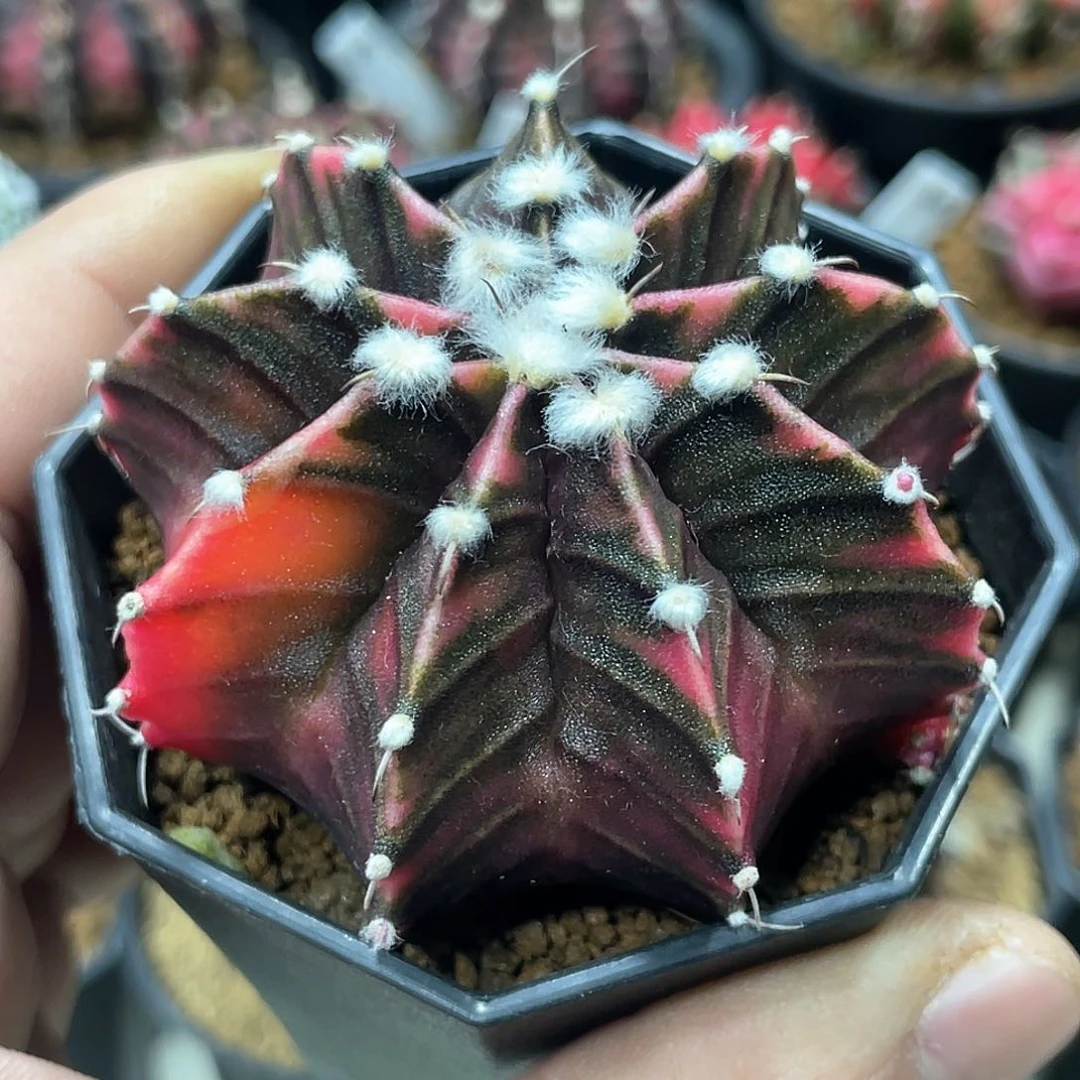 泰系实生，高绒肋骨锦