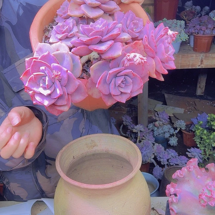 一***饼老桩彩虹糖多肉植物处理福利