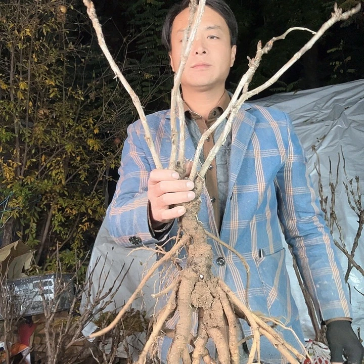 当前无花栽培后可以开花豆绿