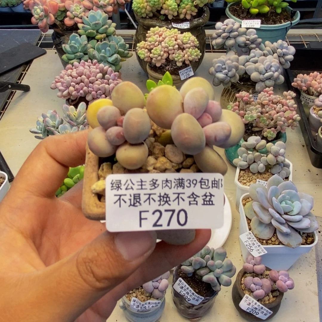 270糖豆奶多肉4c m