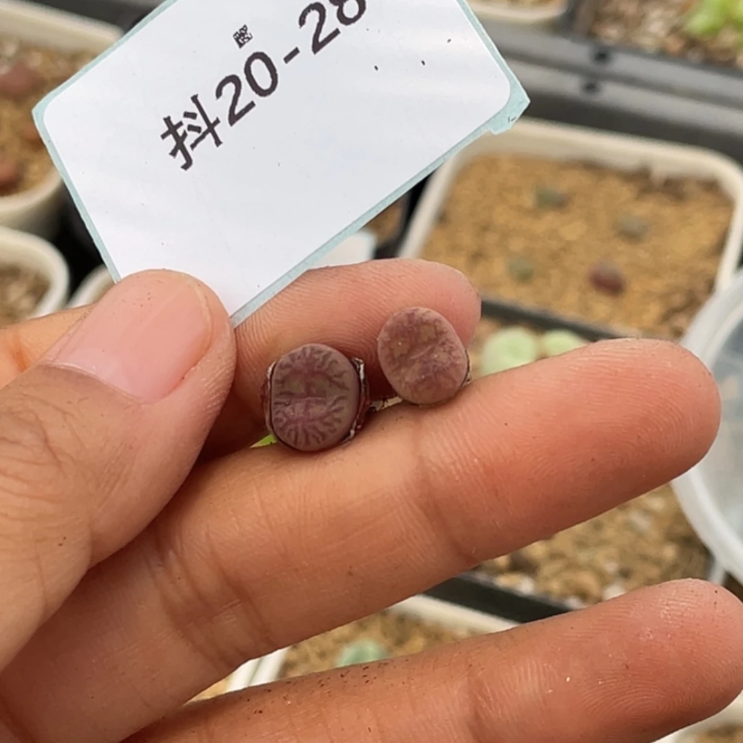 逗***逗20-28肉锥多肉植物