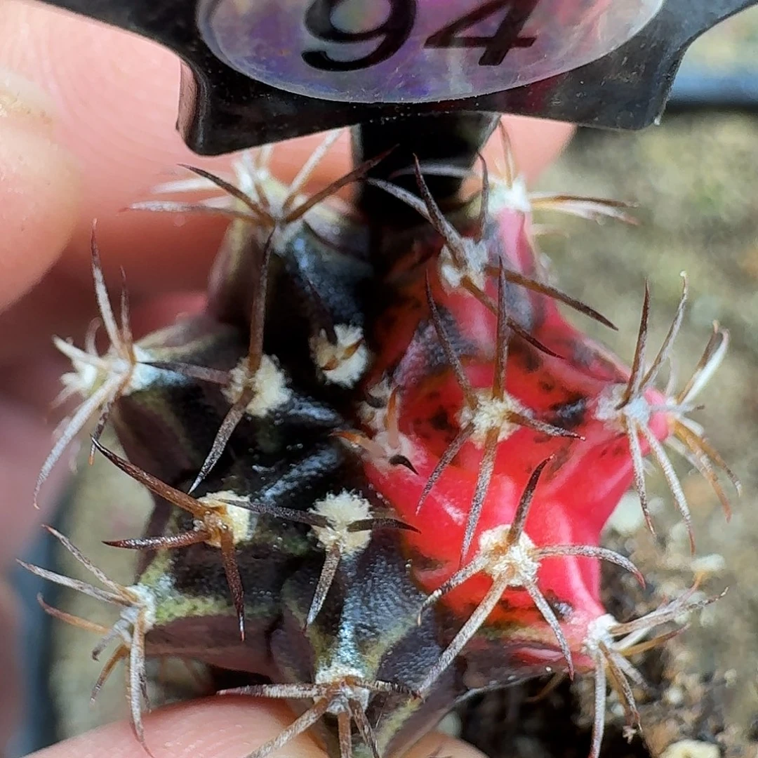 小***吖米哈实生自然锦94