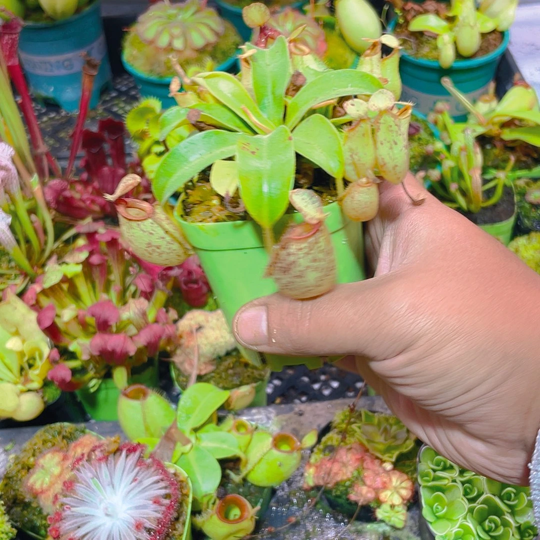 完全开放虎克猪笼草