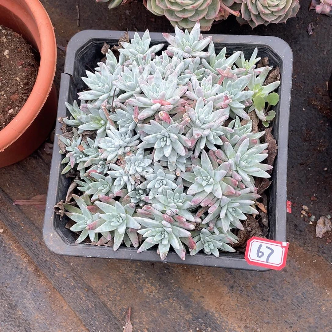 67白菊 一物一拍多肉