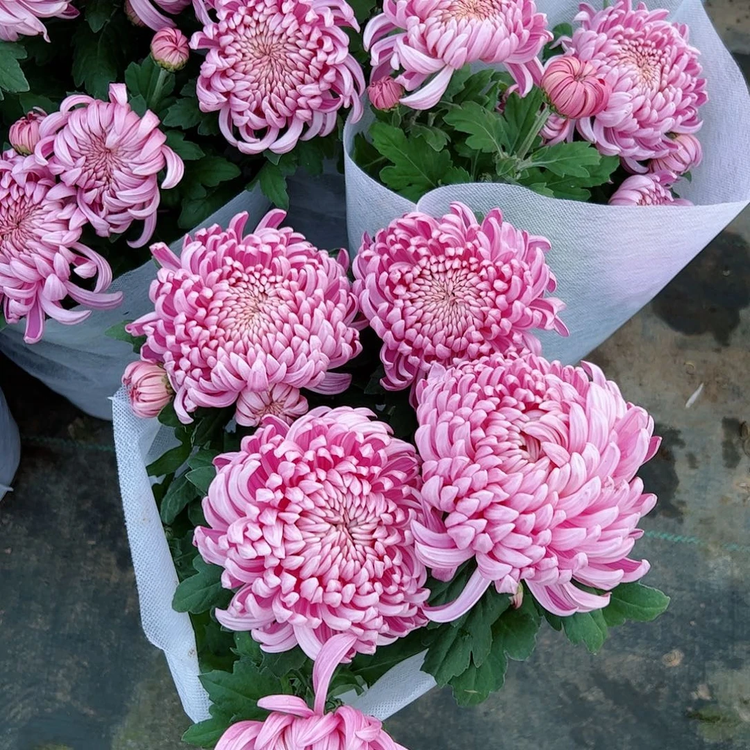 完全开放彩湖清扬