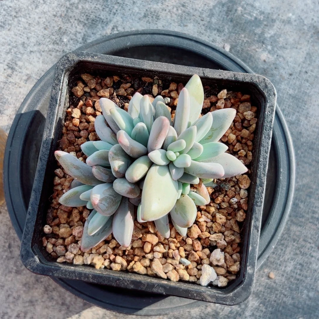 多肉植物多肉多肉植物