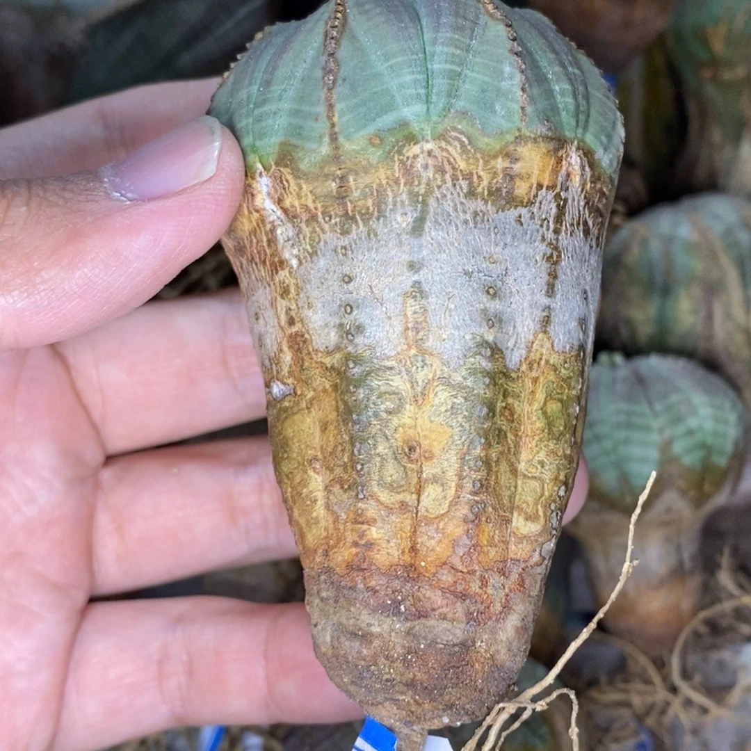 44 欧系实生布纹球多肉植物