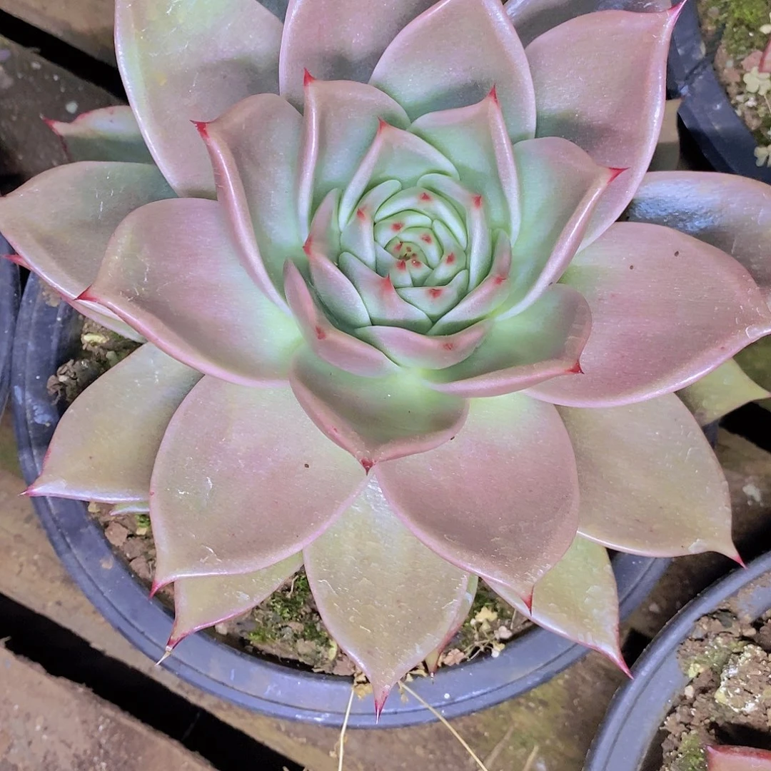 多肉植物星星单头