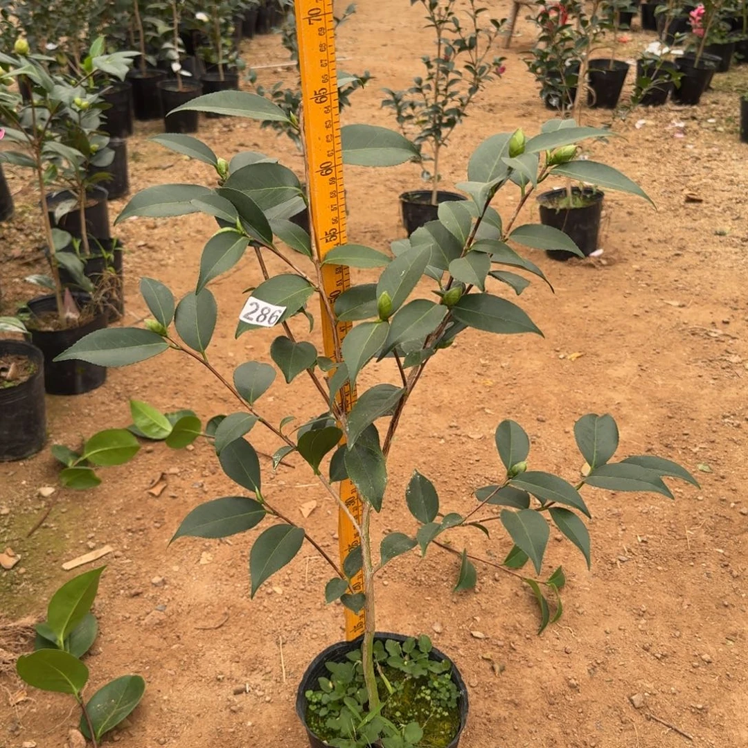 少量花朵（建议范围：2朵-5朵 或40%以下）286孔雀玉浦