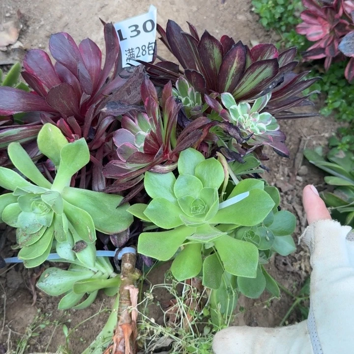 1303两个同花顺嫁接三号棚O