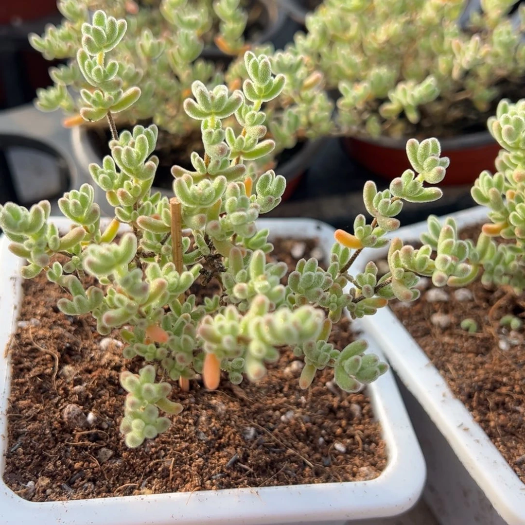 冰晶杂紫晶大90杯造型