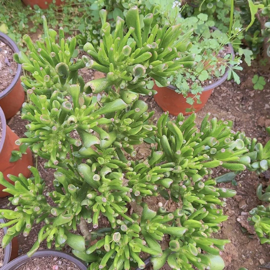 w****8地栽吸米树多肉多肉