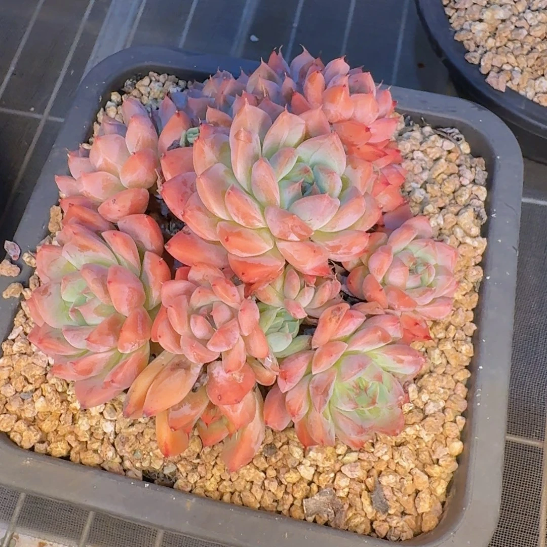 子***琛多肉植物的生长发育