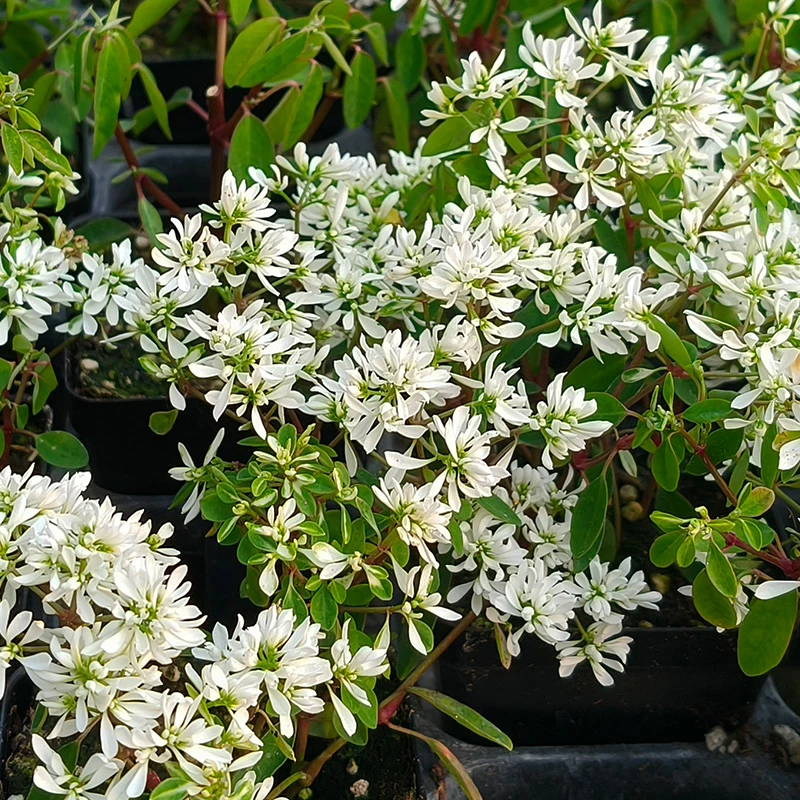 逸棵多年生禾叶大戟小苗四季种开花阳台庭院盆栽室内外易种活