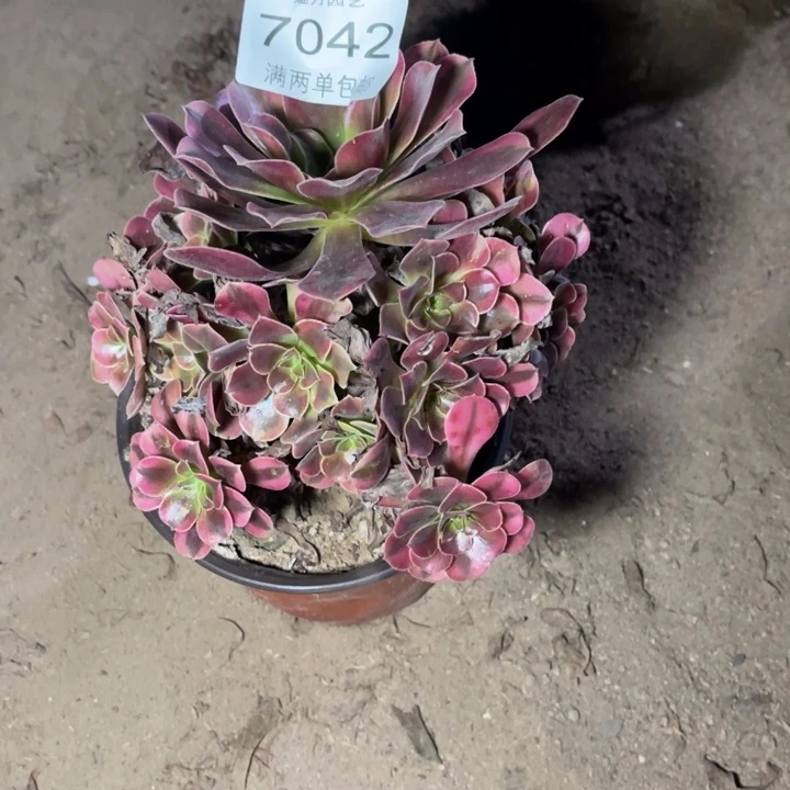 7042美杜莎的人多肉的