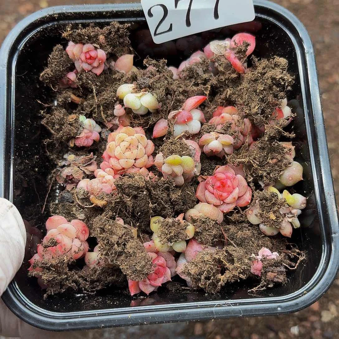 多肉植物多肉植物277