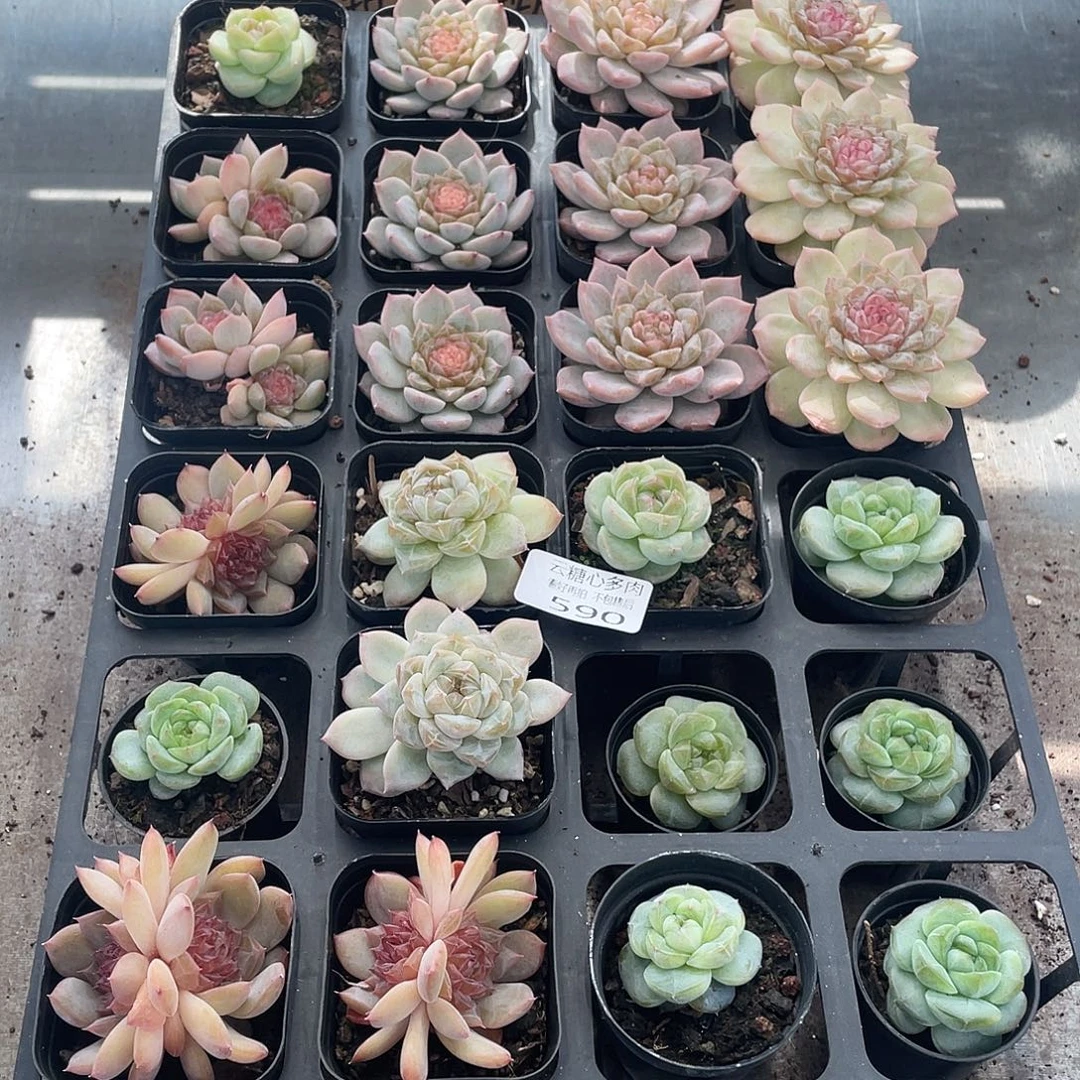 云糖心多肉植物590