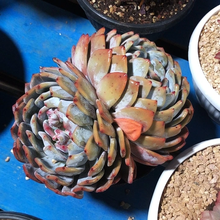 橙子2头多肉植物