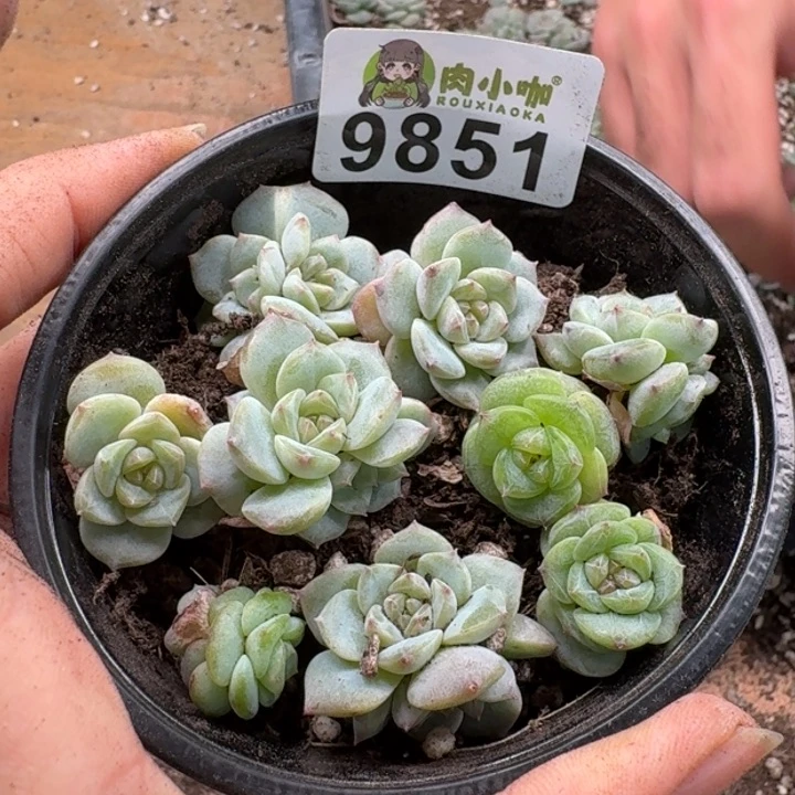 当前无花朵，栽培后可花朵多肉植物多肉植物