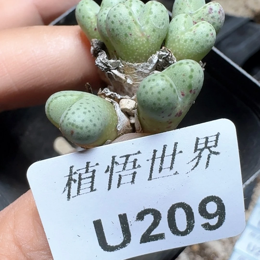 209盒多肉植物f g g h h