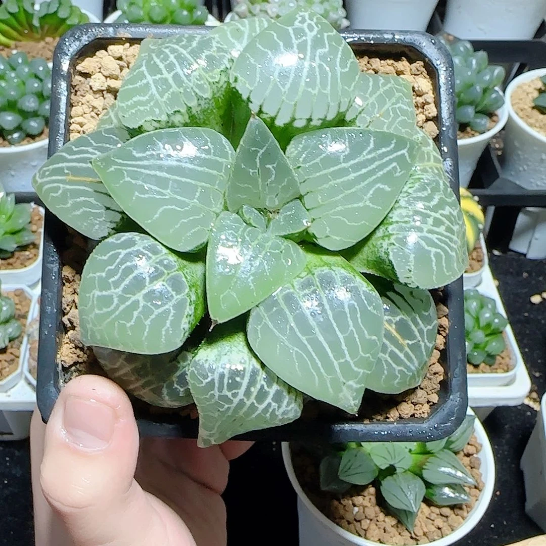 母本水晶康平101