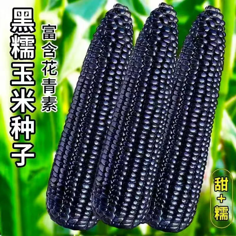 黑糯玉米种子早熟高产软糯甜糯非转基因家庭蔬菜种籽