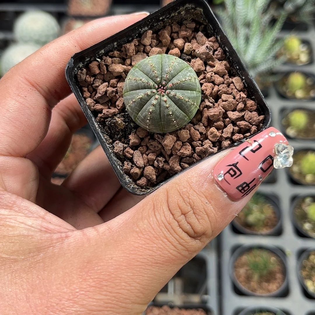 单头布纹球单头发货