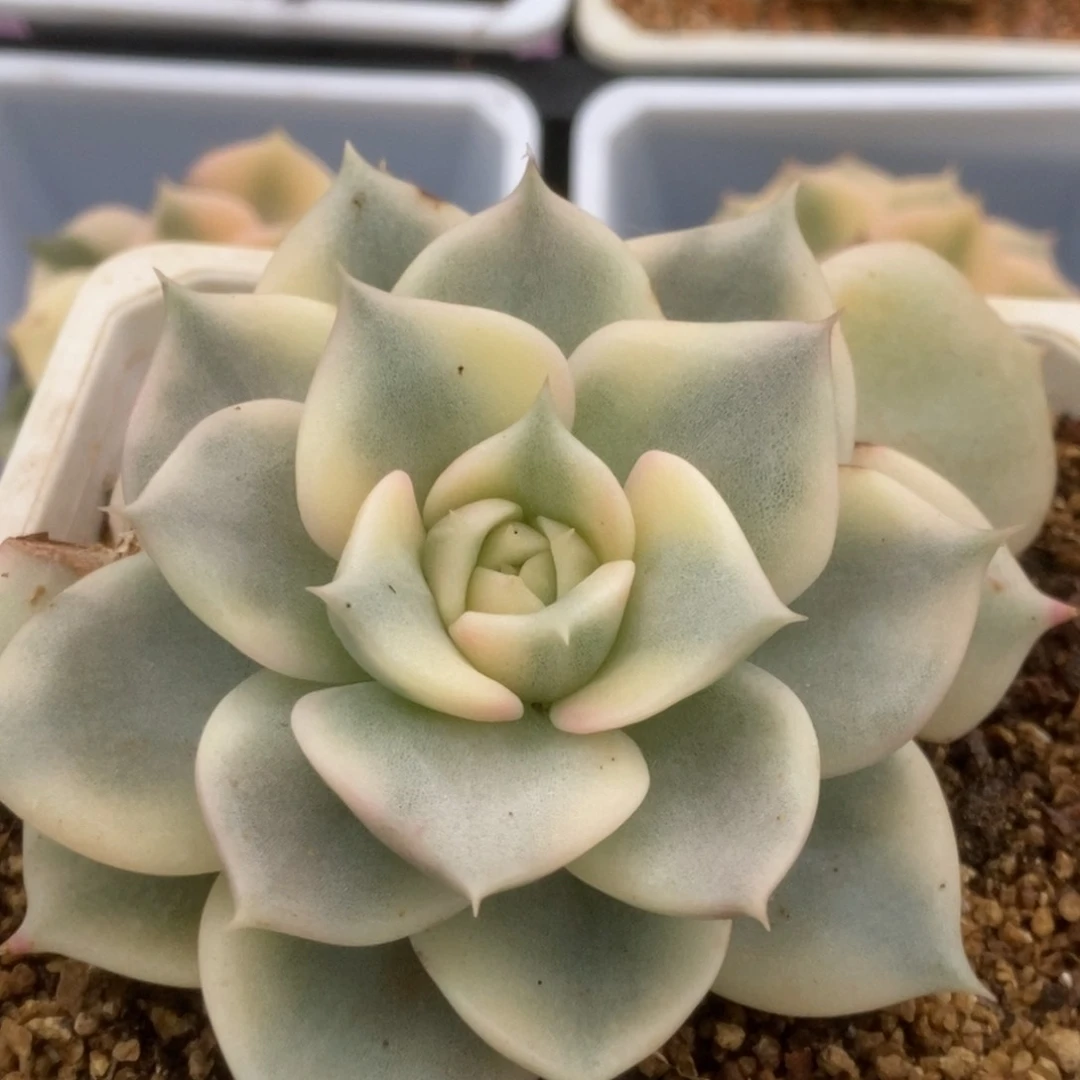 660迈巴赫锦锦锦锦锦锦锦