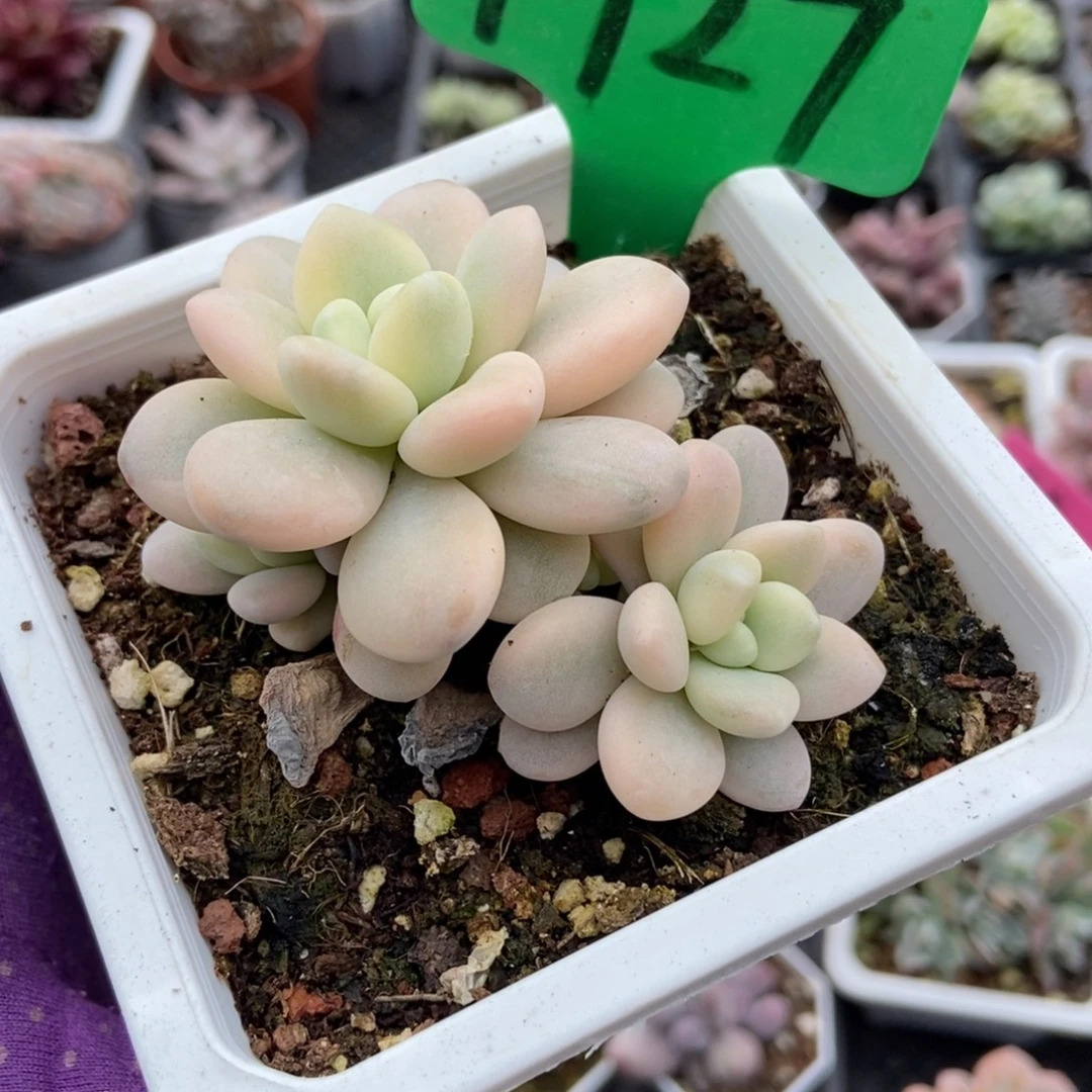 1927洛神锦多肉植物