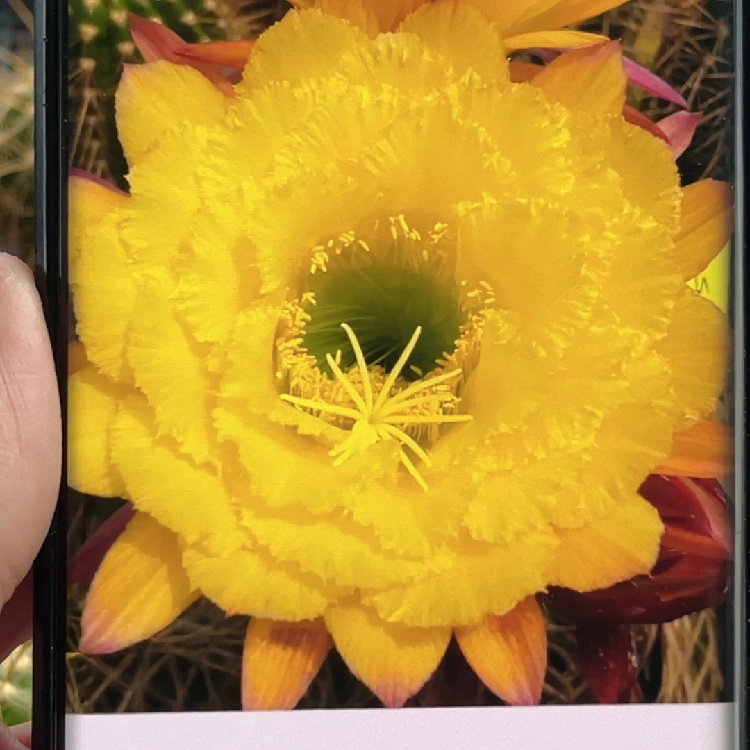 毛 清清公主侧芽 歪 满20包邮5公分