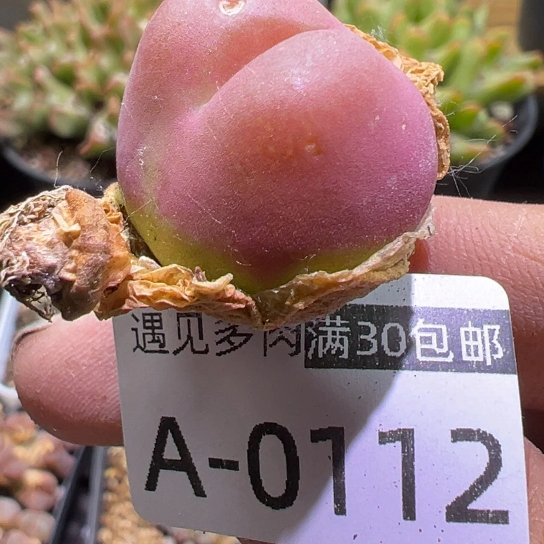 多肉植物11111111111111