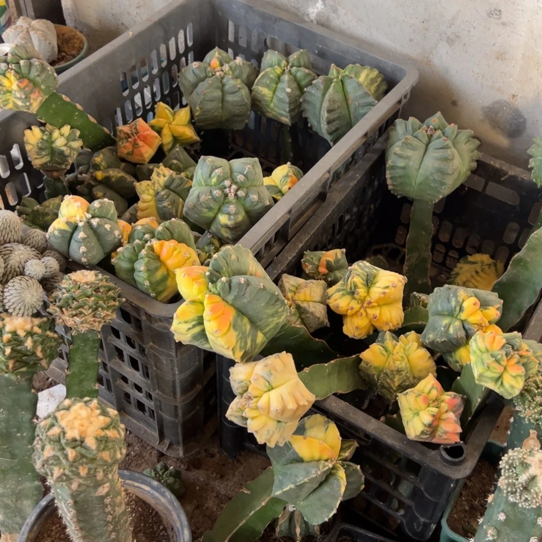 花***魏鸾凤玉锦打包仙人球送两个v兜