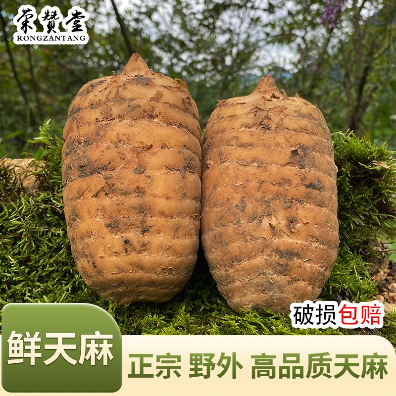 新鲜天麻冬麻深高山特大天麻煲炖汤活天麻非云南天麻