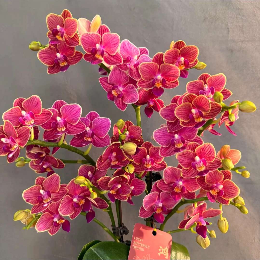 3个花剑 【金边玲珑】蝴蝶兰 特有金边环绕稀有花色