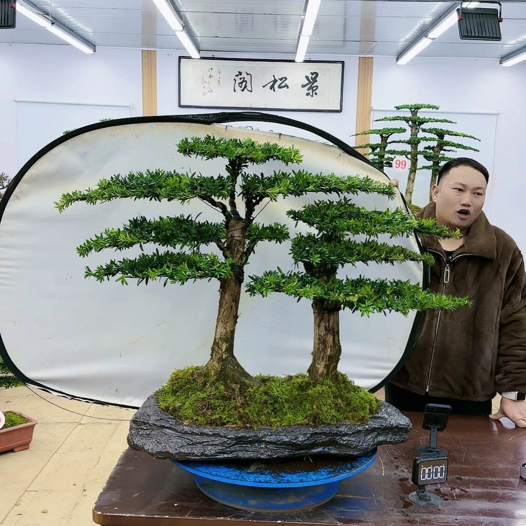 盆景欢迎大家一起来捡漏