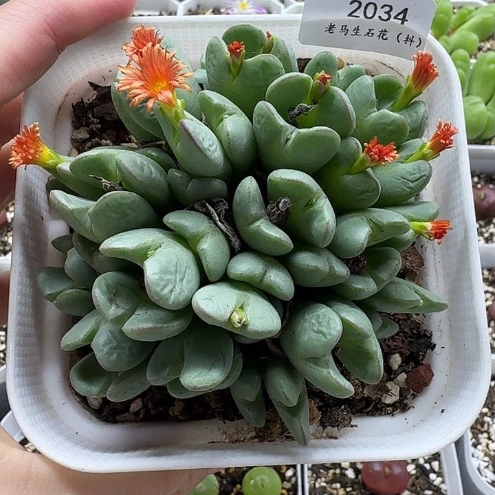 老马生石花少将2034