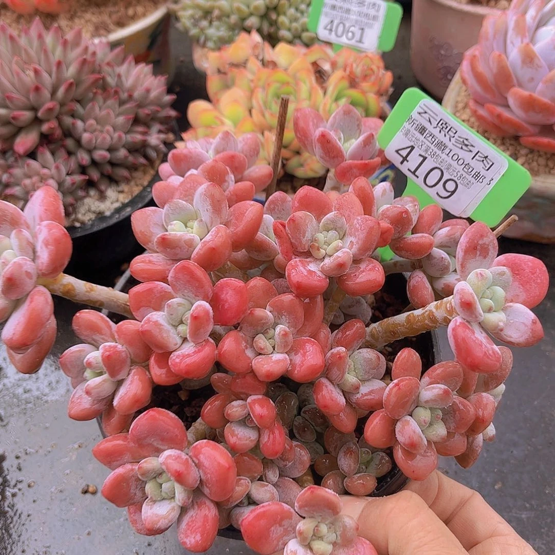 4109红洛神多肉植物