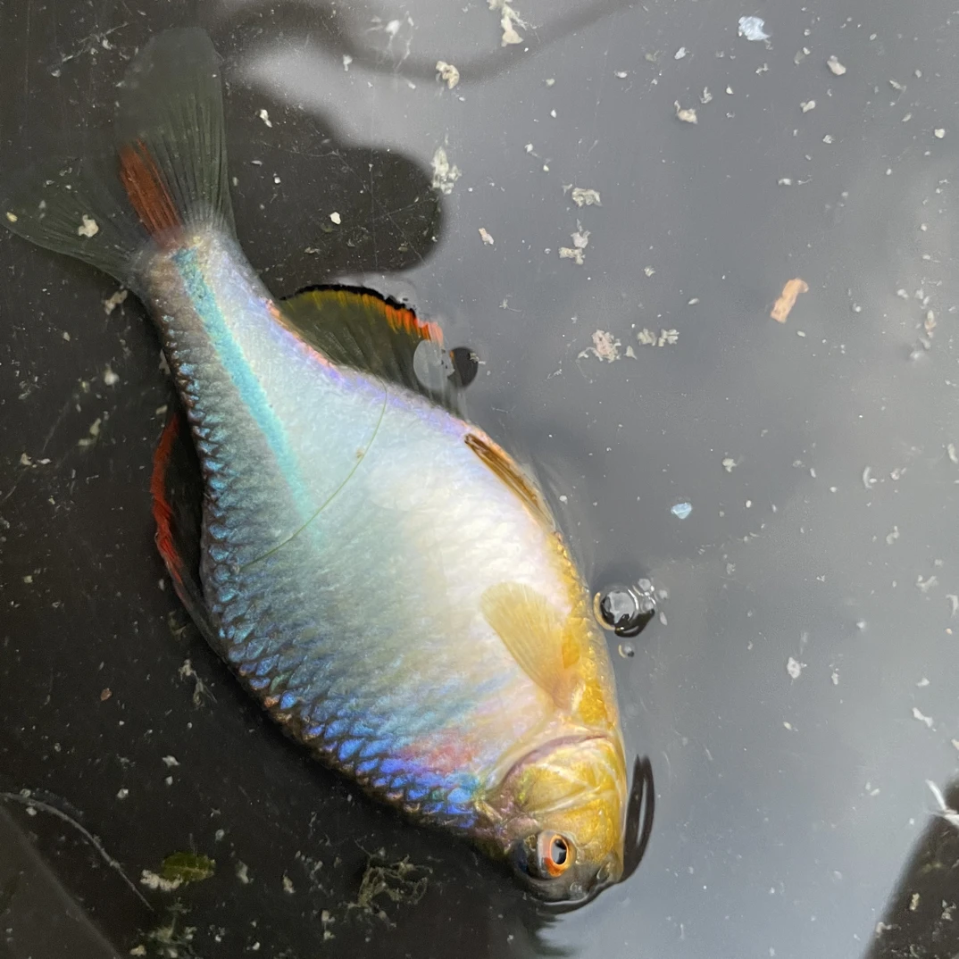 中华彩石螃鲏  稀有原生群游鱼