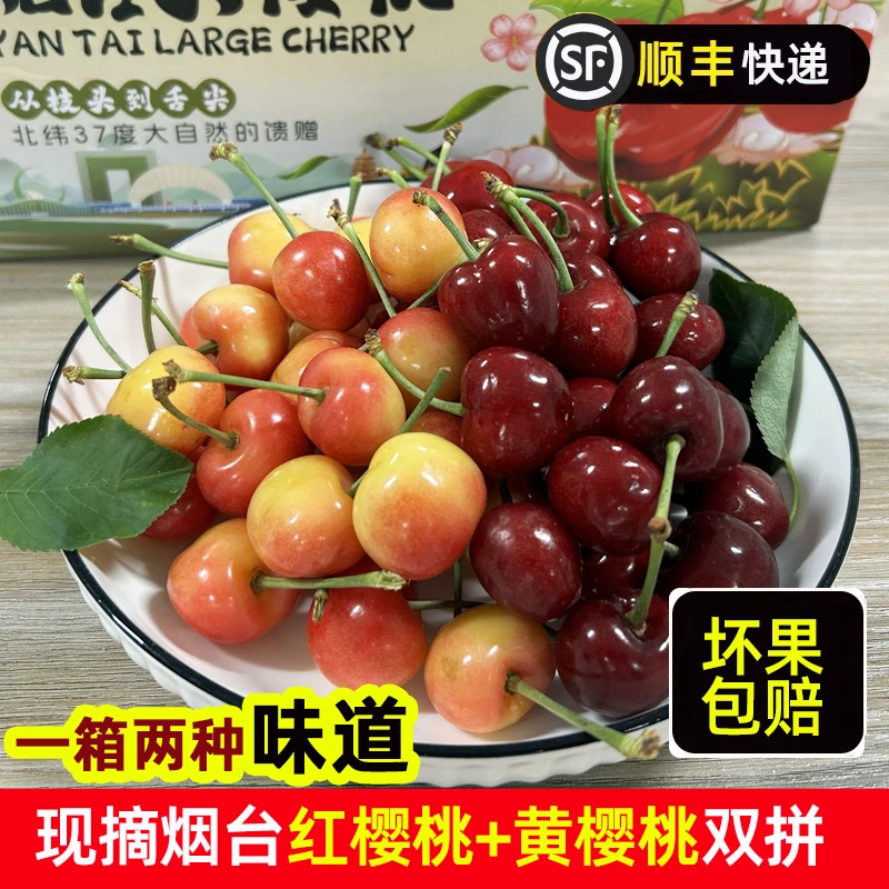 【双拼】烟台露天红樱桃+黄樱桃拼箱 现摘现发 新鲜顺丰 净2斤