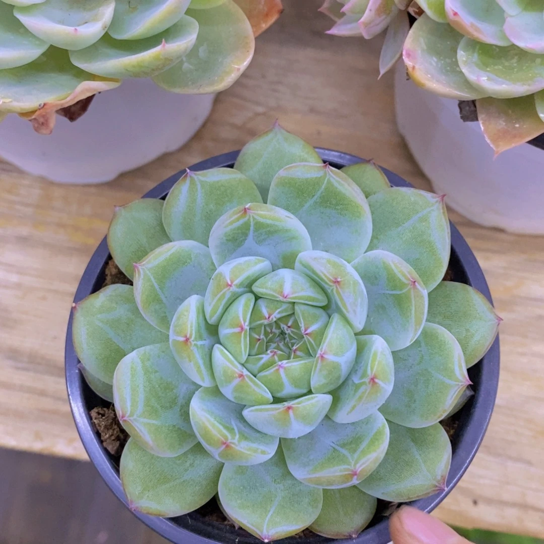 首播，开心多肉，福利