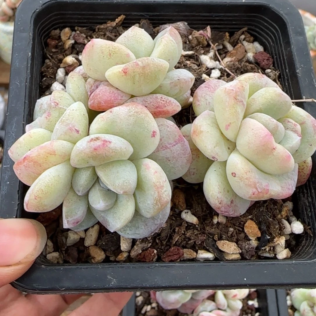 雪*花雪莲花专拍冰玉石化群包整