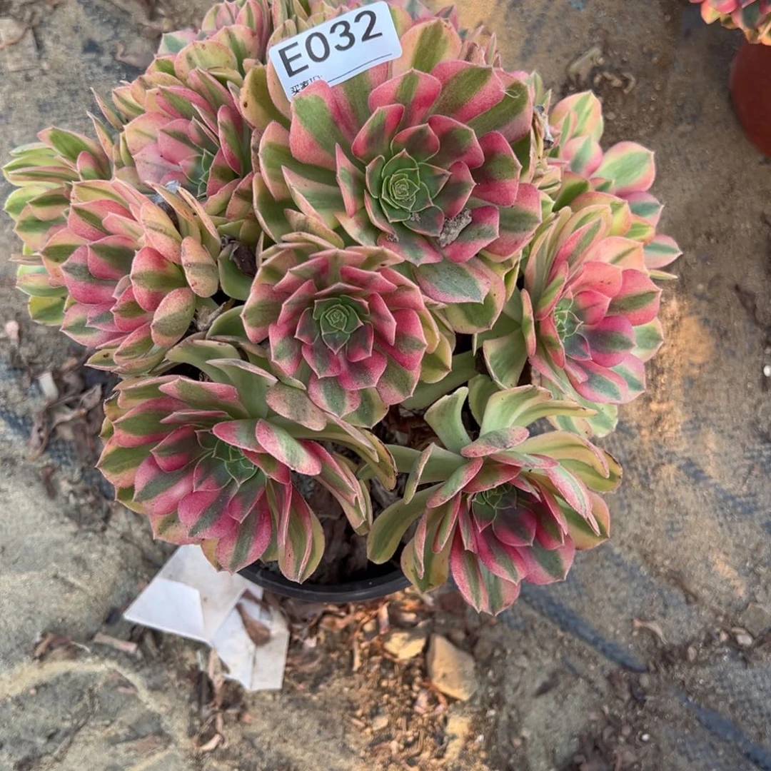 032雨荷多肉植物法师