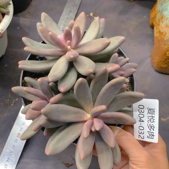 夏悦多肉0304-32糖果